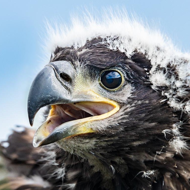 Örninn er stærsti og sjaldgæfasti ránfugl landsins, með yfir 2 m vænghaf, oft nefndur konungur fuglanna. MYNDIR: RÓBERT DANÍEL JÓNSSON