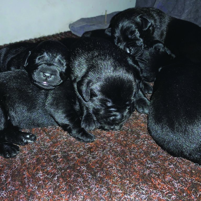 Einnar viku gamlir Labrador-hvolpar undan Þoku. Myndir aðsendar.