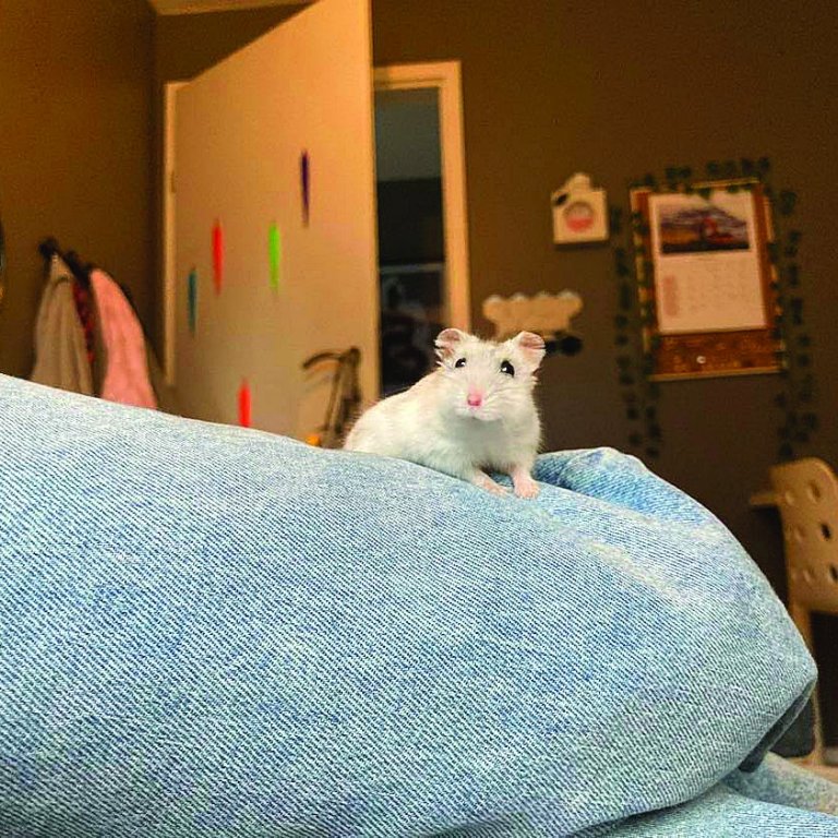 Mjöll fer á stúfana en hún var einnig á forsíðu JólaFeykis 2022. AÐSEND MYND