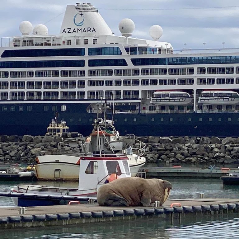 Rostungurinn í forgrunni og skemmtiferðaskipið í bakgrunni. MYND: EVELYN ÝR