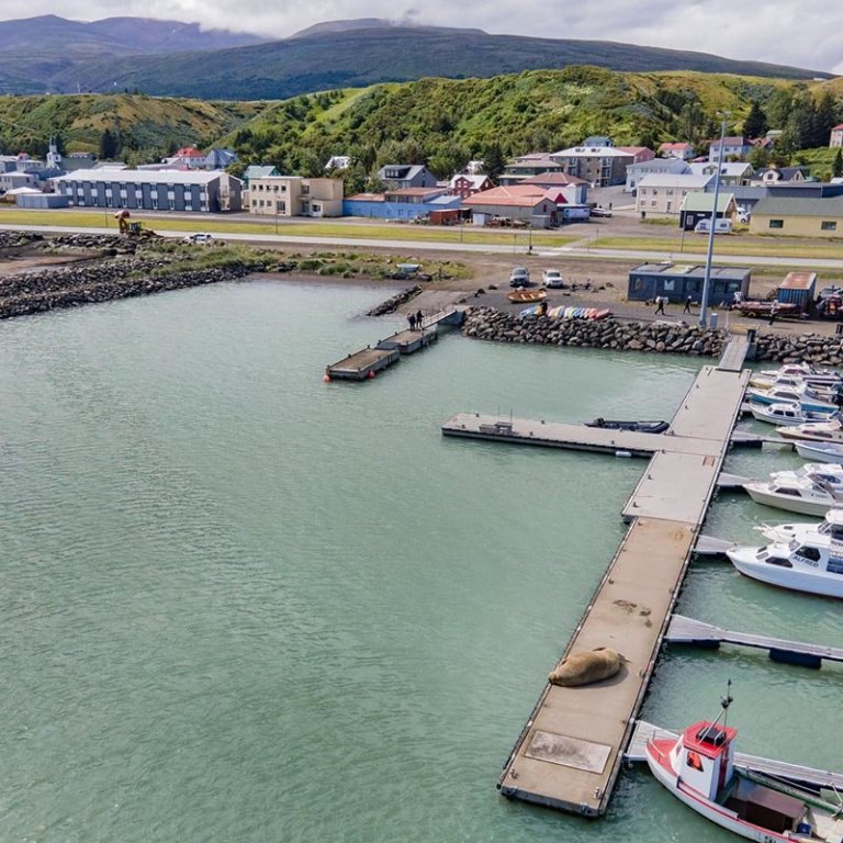 Rostungurinn liggur makindalega á flotbryggjunni. Gamli bærinn á Króknum í baksýn. MYNDIR RÓBERT DANÍEL JÓNSSON