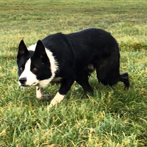 MYND: smalahundur.123.is