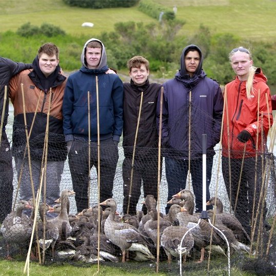 Gæsamerkingar á Blönduósi. Myndir:FB/Jón Sigurðsson