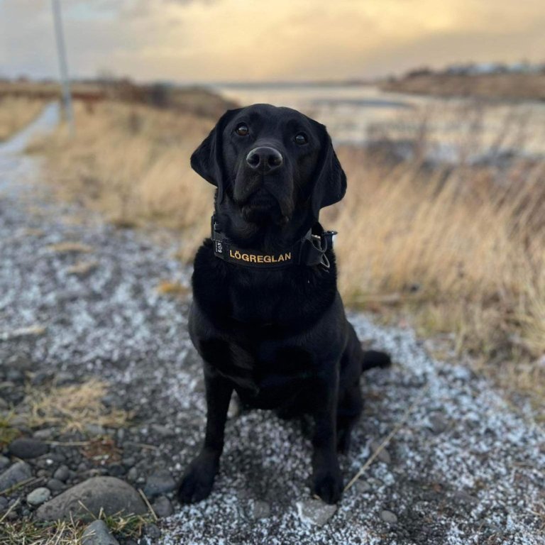 Löggæsluhundur sem var í þjálfun um helgina. Myndir teknar af Facebook-síðunni Lögreglan á Norðurlandi vestra.