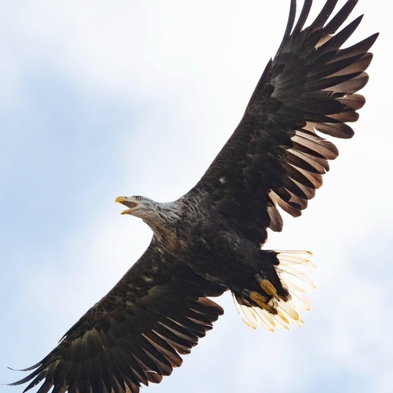 Fallegur er hann. Mynd Róbert Daníel Jónsson.