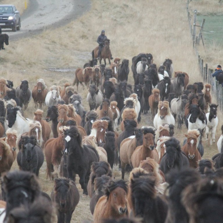 Stóðið í Víðidal.MYND FACEBOOKSÍÐA STÓÐRÉTTAR VÍÐIDALSTUNGU