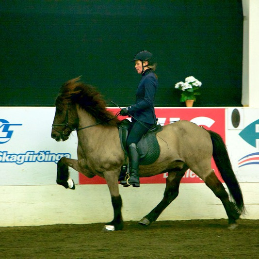 Lilja Pálmadóttir & Mói frá Hjaltastöðum. Mynd: KS-deildin.
