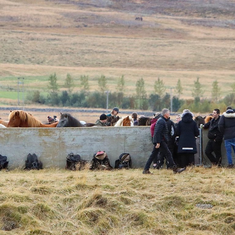 Frá Laufskálarétt 2024. MYND: ÓAB