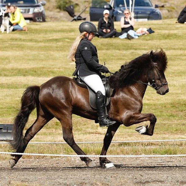 Sigríður Elva og Muni í tölt sveiflu. Mynd: Kolla Gr.