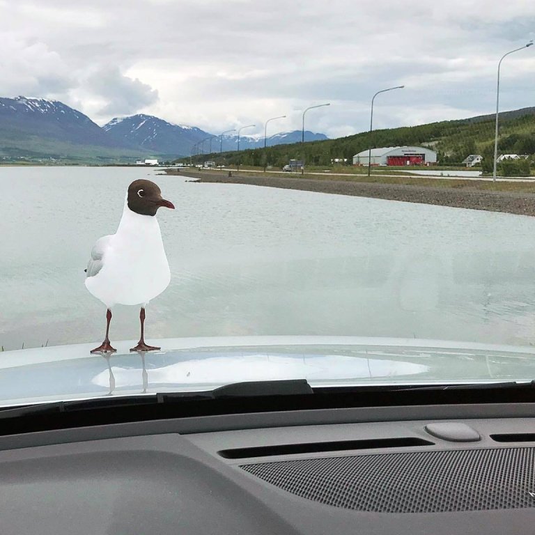 Það er ekkert alltaf sem gestir fá góðar móttökur á Akureyri. MYND: ÓAB