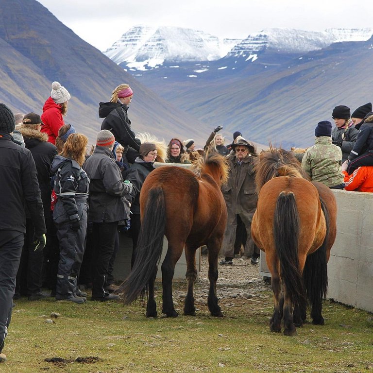Úr Laufskálarétt haustið 2011. MYNDIR: ÓLI ARNAR
