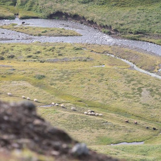 Dæmigerð septembermynd og táknræn er varðar titil verkefnisins „Á leiðinni að nýjum lausnum varðandi riðuveiki“. Aðsendar myndir.