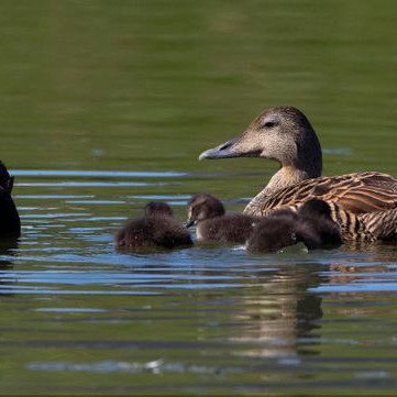 Æðarfugl. Mynd af Fuglavefnum/JÓH.