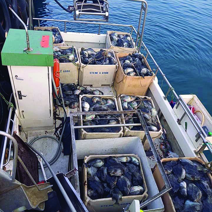 Góð veiði hjá Steina G SK 14. MYND: Þráinn Þorvaldsson