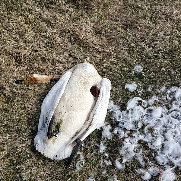 Eins og að líkum má spyrja lifði álftin stuðið ekki af. Mynd: Brynjar Þór.