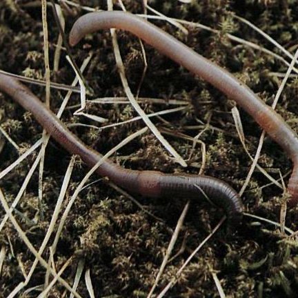 Taðáni til vinstri og grááni til hægri. Mynd: Hólmfríður Sigurðardóttir sem skrifaði greinina í Náttúrufræðinginn tbl 2, árið 1994.