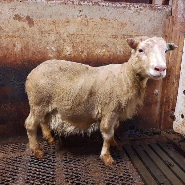 Fyrsti hrútur landsins sem greinist með ARR arfgerðina. Gimsteinn 21-001 frá Þernunesi. Mynd: rml.is.