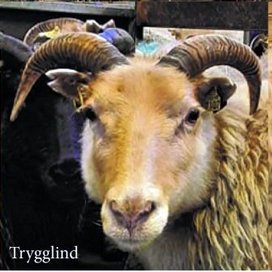 Ærnar þrjár frá Sveinsstöðum í Austur-Húnavatnssýslu sem bættust í hóp T137. Mynd af Rml.is.