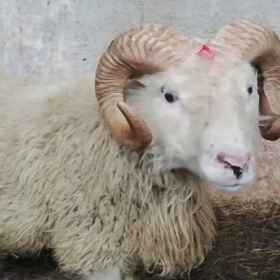 Austri, fyrsti hrúturinn sem finnst með T137 hér á landi. Mynd: Rml.is.