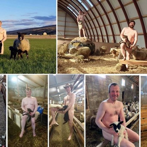 Nokkrir bændur í Austur-Hún hafa tekið áskorun um að mynda sig bera í sauðburðinum. Samsett mynd af „berum“ af Facebook.