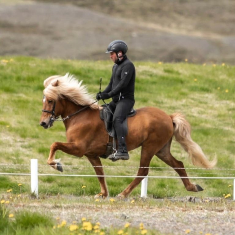 Eind frá Grafarkoti á fallegu tölti hjá Bjarna. Mynd: Carolin Giese.