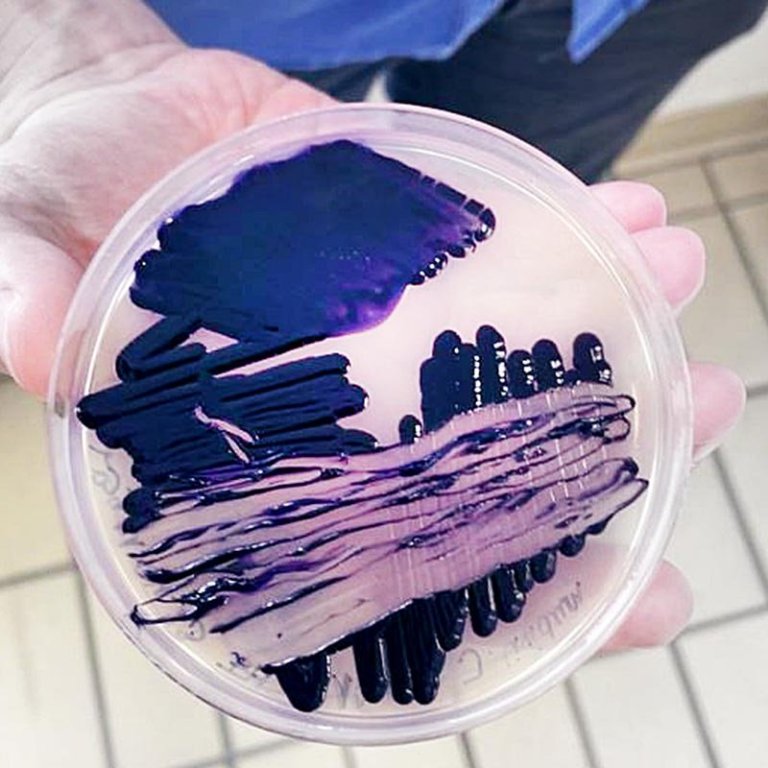 Ekta fjólublátt. MYND AF HÚNA.IS