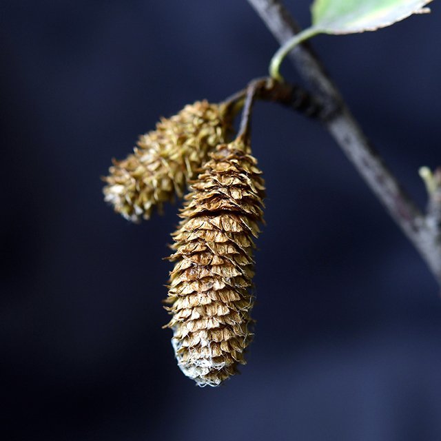 Myndir: Áskell Þórisson.