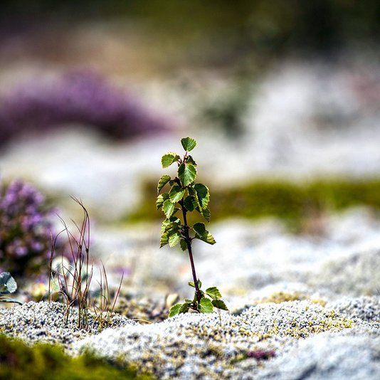 Söfnun og sáning á birkifræi 2022