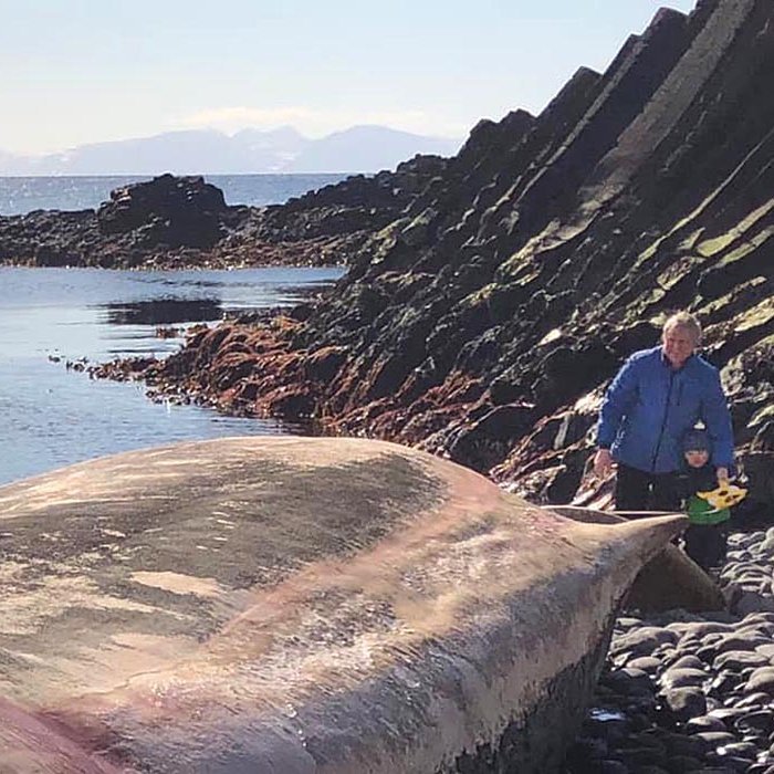 Bjarni Jónsson og Jón Bjarnason yngri við búrhvalshræið. MYND AF NETINU