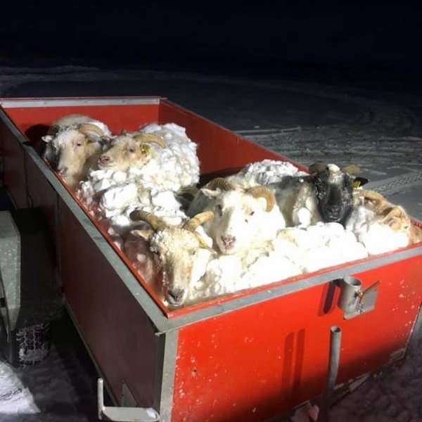 Björgunarfélagið Blanda fékk m.a. aðstoðarbeiðni um að sækja fé sem var í sjálfheldu í Blöndudal. Mynd af FB síðu félagsins.