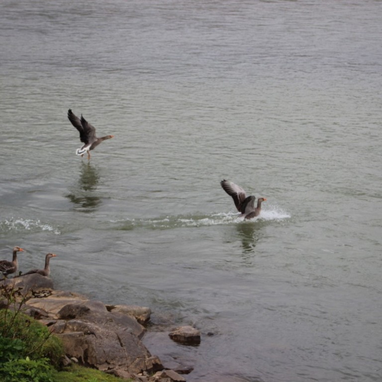 Gæsirnar gripnar á Blönduósi - Myndir