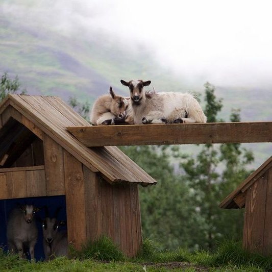 Bændur á Brúnastöðum í Fljótum bjóða fólki að heimsækja býlið þann 25. ágúst frá 13:00-17:00. Nú í sumar verður farið að mjólka sauðfé og geitur og verða ostar unnir heima á býlinu i vottaðri vinnslu. Mynd af rettir.is