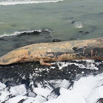 Hvalreki við ósa Blöndu. MYND: HÚNI.IS / ÁGÚST ÞÓR BRAGASON