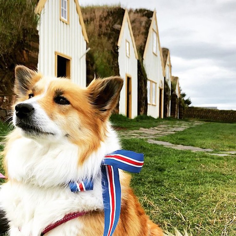 Íslenskir fjárhundar heimsækja safnið í tilefni dagsins. MYND AF SÍÐU BSK