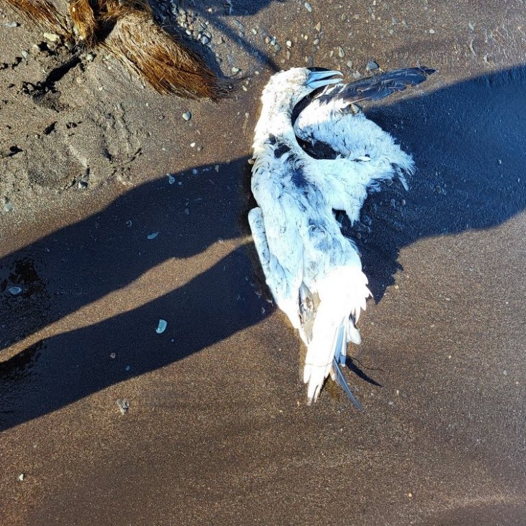 Dauður fugl á Borgarsandi og óvíst hvernig dauða hans bar að. Mynd: PF.
