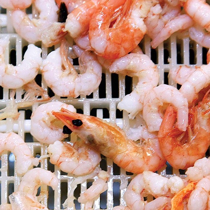 Dögunarrækja. MYND: HINIR SÖMU