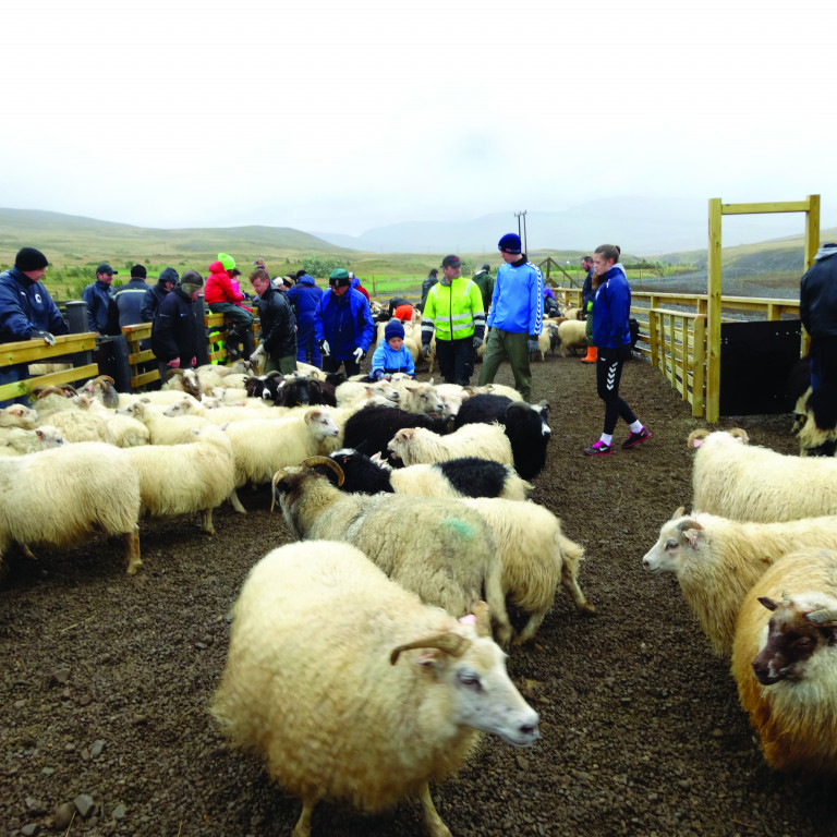 Í Sauðárkróksrétt á dögunum. Mynd: PF