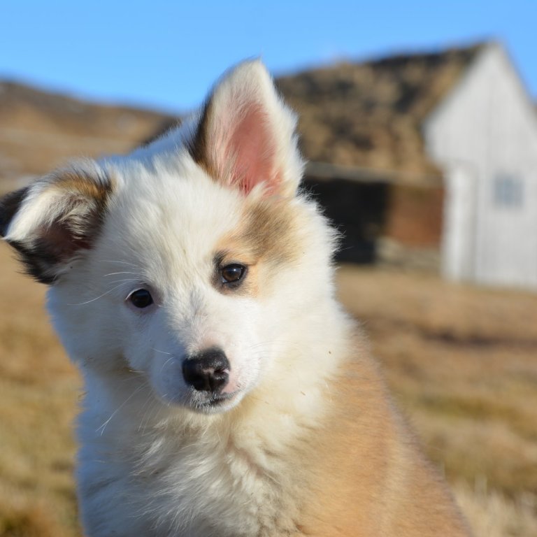 Myndin er tekin við opnun Sögusetursins og fékk blaðamaður hana senda.