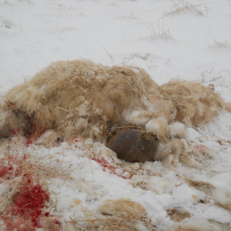 Tveir hundar drápu kindur á bænum Sporði í Línakradal í Húnaþingi vestra. Myndir: Þorbjörn Ágústsson og Oddný Jósefsdóttir.