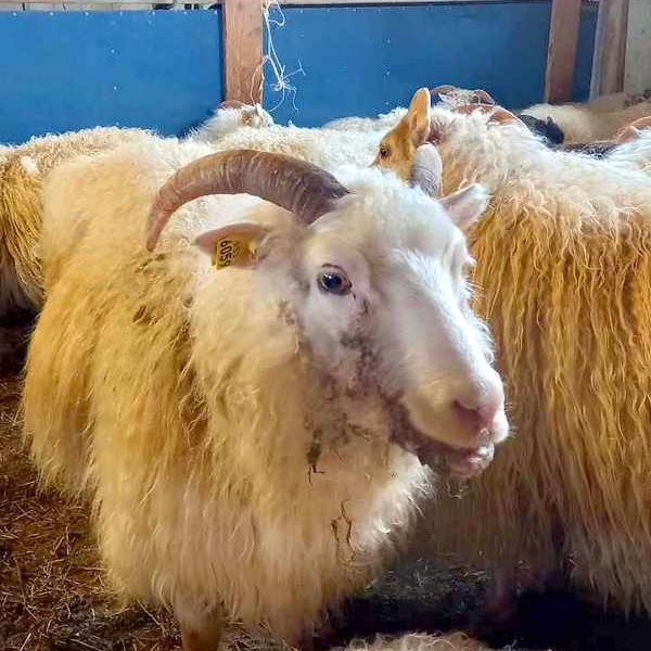 Dýrbitin ær. Aðsend mynd.