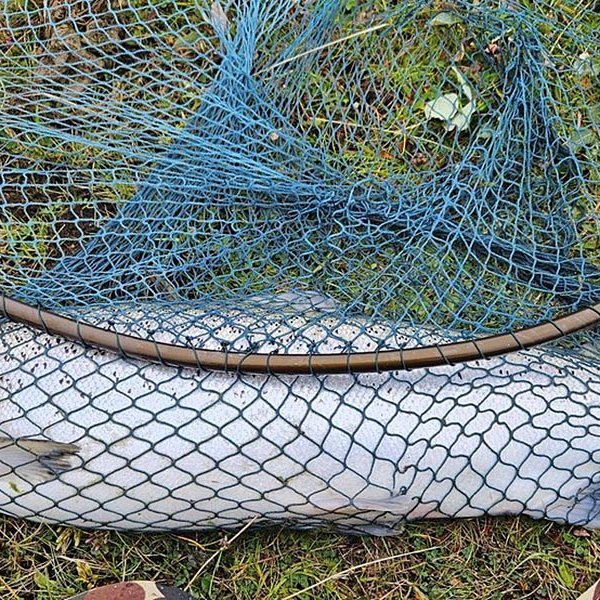 Annar laxinn sem Guðmundur Haukur Jakobsson háfaði upp úr teljarahólfinu í laxastiganum í Blöndu. MYND: GUÐMUNDUR HAUKUR