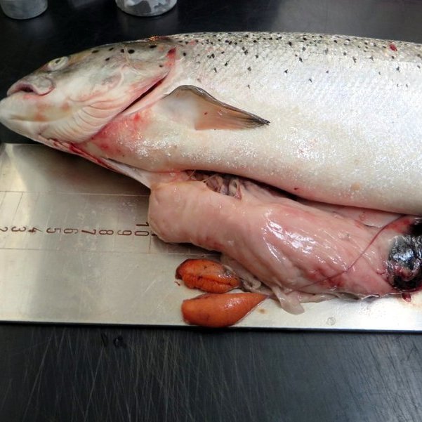 Hrygnan sem veiddist í Vatnsdalsá. Mynd af vef Hafrannsóknastofnunar.