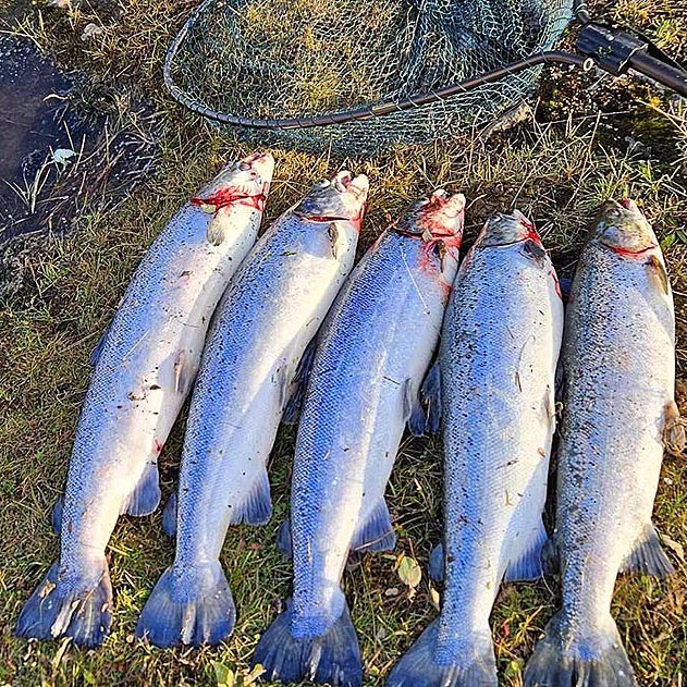 Fimm eldislaxar á þurru landi. Þessir voru nýverið háfaðir við Blöndu. MYND; GUÐMUNDUR HAUKUE