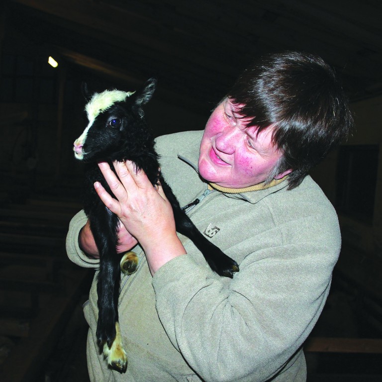 Elín Ása Ólafsdóttir með fallegt lamb úr Miðhópi. Mynd: úr einkasafni.