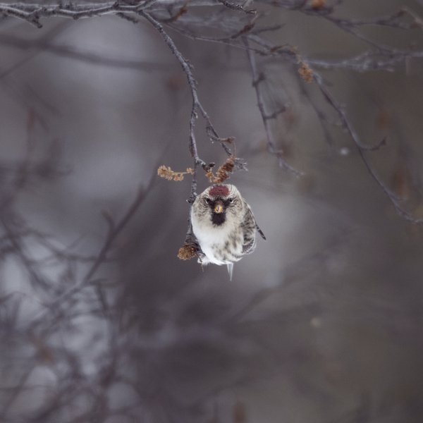 Auðnutittlingur. Mynd af fuglavernd.is.
