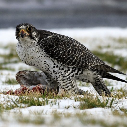 Fálkinn mun seint teljast til garðfugla en þó brá hann sér þessi í kaupstaðarferð í gær og gæddi sér á ungmáfi sem líklega hefur bragðast eins og besta rjúpa. Mynd: Sveinn Brynjar Pálmason.