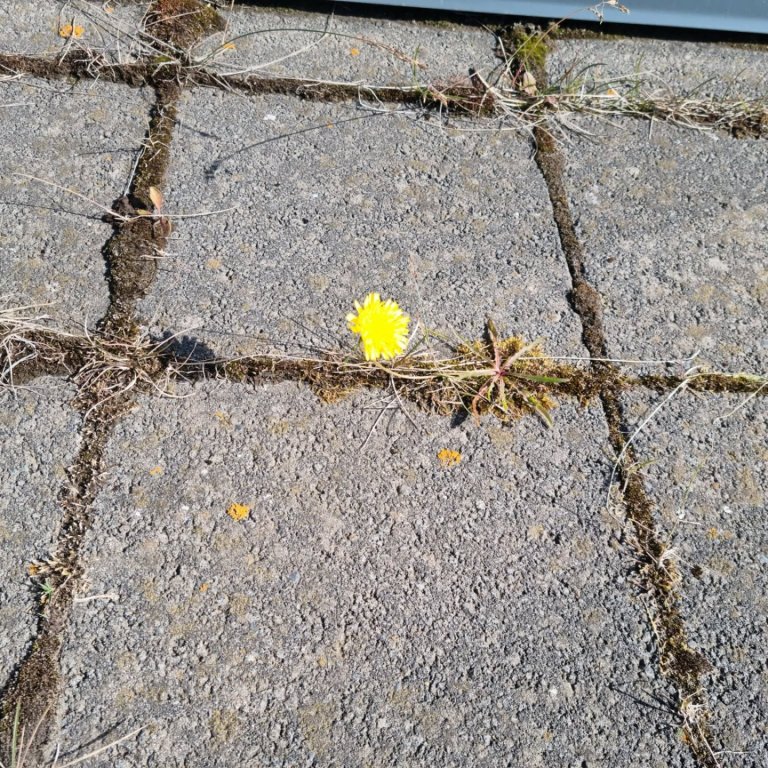 Túnfífillinn lífseigi. Mynd: HMJ