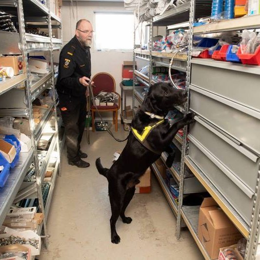 Fíkniefnahundur í þjálfun. Mynd af FB síðu Lögreglunnar á Norðurlandi vestra.