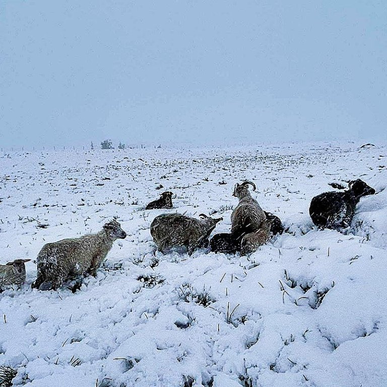 Halldór segir að nú sé allt fé komið heim og í skjól. MYNDIR: HALLDÓR GUNNAR