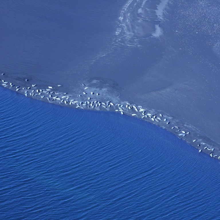 Flugtalning á landsel gekk vel